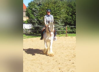 Tinker, Yegua, 14 años, 135 cm, Ruano azulado