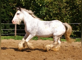 Tinker, Yegua, 14 años, 135 cm, Ruano azulado