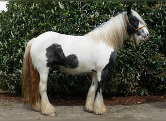 Tinker, Yegua, 14 años, 144 cm, Pío