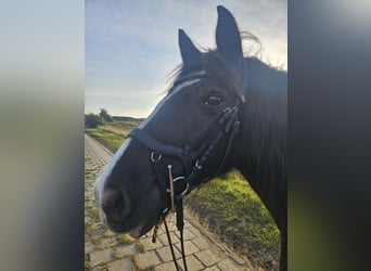 Tinker, Yegua, 14 años, 145 cm, Negro