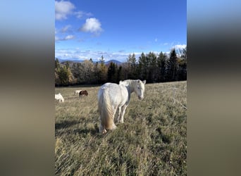 Tinker, Yegua, 14 años, 150 cm, White/Blanco