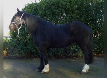 Tinker Mestizo, Yegua, 14 años, 152 cm, Negro