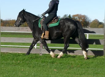 Tinker Mestizo, Yegua, 14 años, 152 cm, Negro