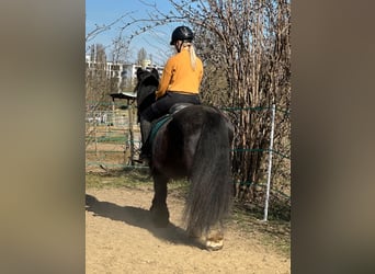 Tinker, Yegua, 15 años, 140 cm, Negro