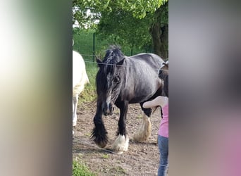 Tinker, Yegua, 15 años, 150 cm, Negro