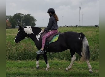 Tinker Mestizo, Yegua, 15 años, 151 cm, Pío
