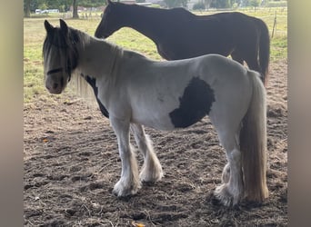 Tinker, Yegua, 16 años, 145 cm, Pío