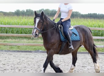 Tinker, Yegua, 16 años, 148 cm, Castaño