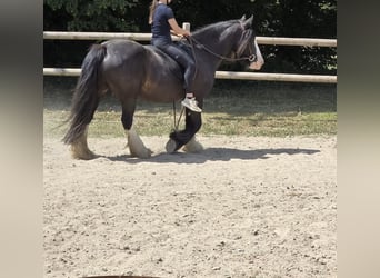 Tinker, Yegua, 16 años, 148 cm, Negro