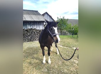 Tinker, Yegua, 18 años, 137 cm, Negro