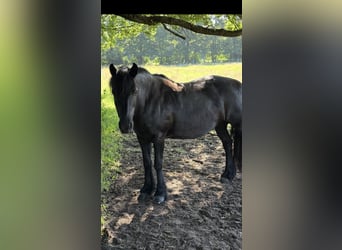 Tinker, Yegua, 18 años, 142 cm, Negro