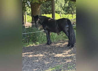 Tinker, Yegua, 18 años, 142 cm, Negro