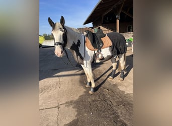 Tinker Mestizo, Yegua, 19 años, 153 cm, Palomino