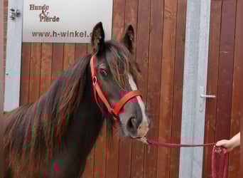 Tinker, Yegua, 1 año, 117 cm