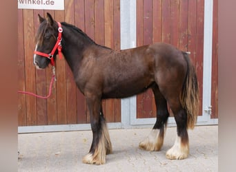 Tinker, Yegua, 1 año, 117 cm