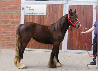 Tinker, Yegua, 1 año, 117 cm