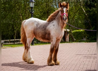Tinker, Yegua, 1 año, 150 cm, Ruano alazán