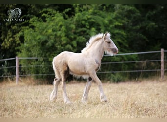 Tinker, Yegua, 1 año, Palomino