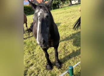 Tinker Mestizo, Yegua, 22 años, 150 cm, Negro