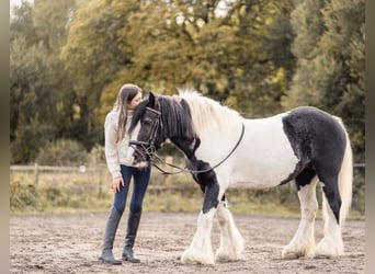 Tinker, Yegua, 23 años, 142 cm, Castaño
