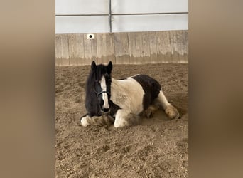 Tinker, Yegua, 23 años, 150 cm, Pío