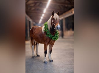 Tinker Mestizo, Yegua, 2 años, 142 cm