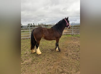 Tinker, Yegua, 2 años, 142 cm, Castaño