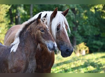 Tinker Mestizo, Yegua, 2 años, 142 cm, Tobiano-todas las-capas