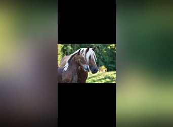 Tinker Mestizo, Yegua, 2 años, 142 cm, Tobiano-todas las-capas