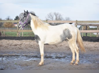 Tinker, Yegua, 2 años, 143 cm, Tobiano-todas las-capas