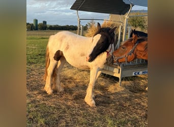 Tinker, Yegua, 2 años, 147 cm, Pío