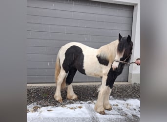 Tinker, Yegua, 2 años, 150 cm, Pío