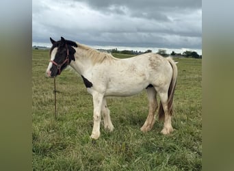 Tinker, Yegua, 2 años, 150 cm, Pío