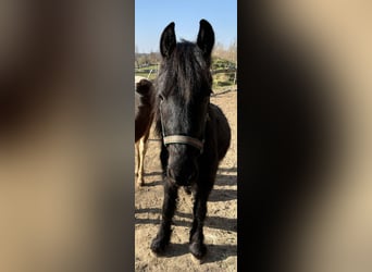 Tinker Mestizo, Yegua, 2 años, Negro