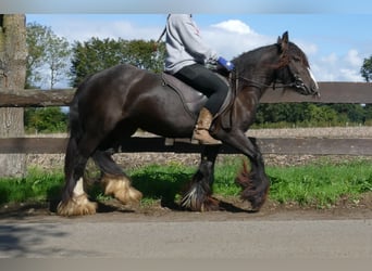 Tinker, Yegua, 3 años, 134 cm, Castaño
