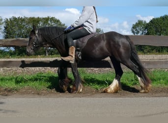 Tinker, Yegua, 3 años, 134 cm, Castaño