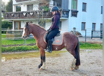 Tinker, Yegua, 3 años, 135 cm, Sabino
