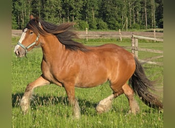 Tinker, Yegua, 3 años, 140 cm, Castaño
