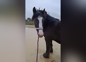 Tinker, Yegua, 3 años, 140 cm, Negro