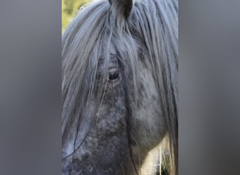 Tinker, Yegua, 3 años, 145 cm, Atigrado/Moteado