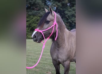 Tinker Mestizo, Yegua, 3 años, 145 cm, Grullo