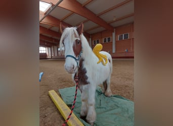 Tinker, Yegua, 3 años, 145 cm, Pío