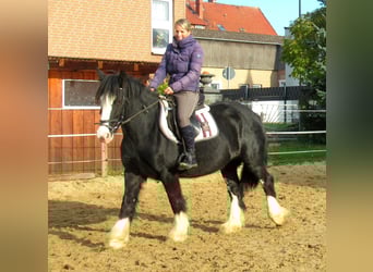 Tinker, Yegua, 3 años, 147 cm, Negro