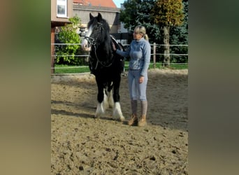 Tinker, Yegua, 3 años, 147 cm, Negro