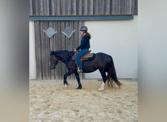 Tinker, Yegua, 3 años, 147 cm, Negro