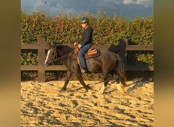 Tinker, Yegua, 3 años, 147 cm, Negro