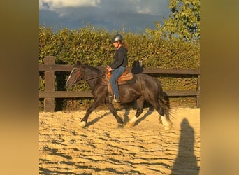Tinker, Yegua, 3 años, 147 cm, Negro