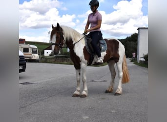 Tinker, Yegua, 3 años, 147 cm, Pío