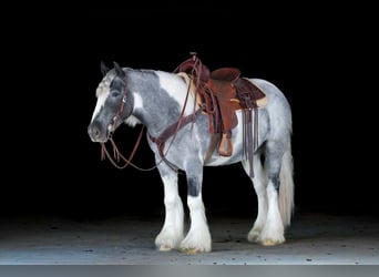 Tinker, Yegua, 3 años, 147 cm, Pío