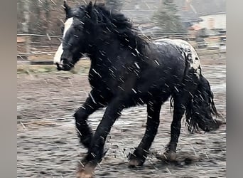 Tinker, Yegua, 3 años, 152 cm